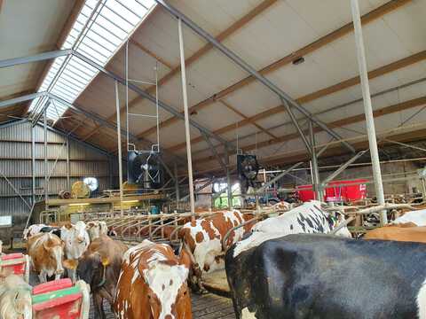 afbeelding 4